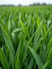 Obraz premium Vibrant green grass thrives in open field landscape