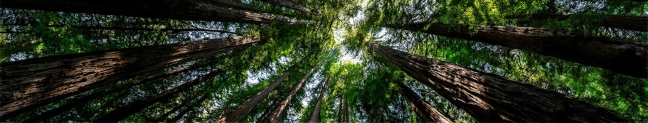 Obraz premium Tall trees create a serene canopy in a forest