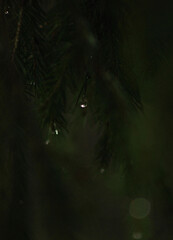 rain drops on the tree