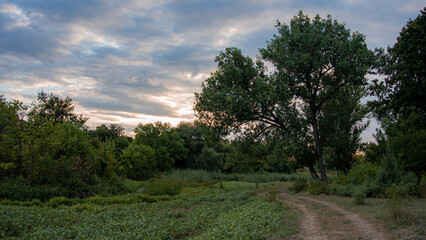 Scenic Rural Landscape with Trees and Cloudy Sky