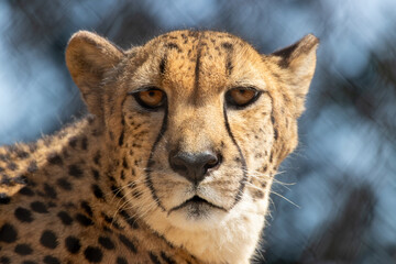 A Southeast African cheetah at a local zoo