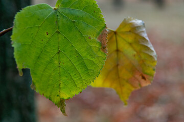 Fading Summer Green Turning into Fall Colors 