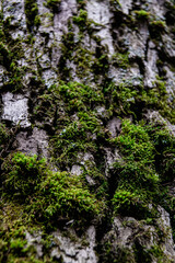 Close-Up of Forest Tree Covered in Green Moss