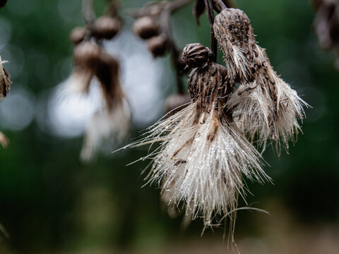 Faded Thistle-Like Flower with Dew in Morning Light - Powered by Adobe