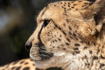 A Southeast African cheetah at a local zoo