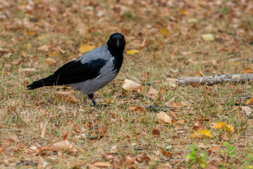 Crow Observing Ground Covered in Leaves
