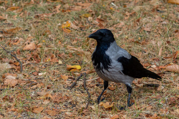 Black and Gray Crow on Autumn Grass