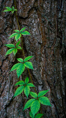 Virginia Creeper Leaves Against Rough Trunk 