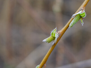 Fuzzy willow catkins emerging on slender branch