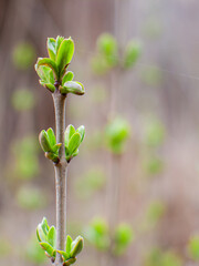 Fresh lilac foliage emerging in natural pattern