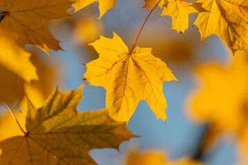 Golden Maple Leaves Against a Soft Sky Background in Autumn