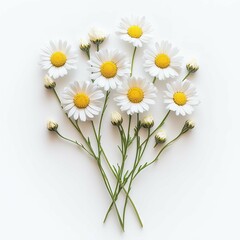 Obraz premium Elegant Daisy Arrangement: A Clean Illustration of White Daisies with Yellow Centers and Green Stems on a White Surface.
