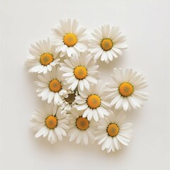Obraz premium Daisy Delight Cluster: A Cheerful Illustration of a Group of White Daisies with Bright Yellow Centers on a Light Background.