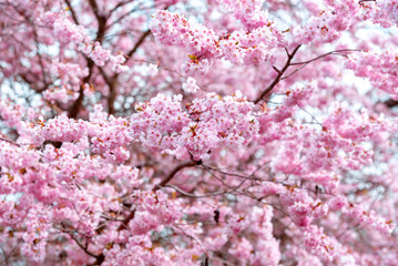 Pink cherry tree blossom close-up, full frame background