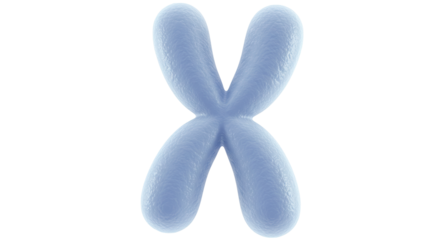 Isolated Chromosome
