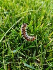oruga procesaria en cesped verde en plena primavera
