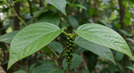 Lush Green Pepper Plant Vibrant Leaves Fresh Peppercorns Growing Outdoors