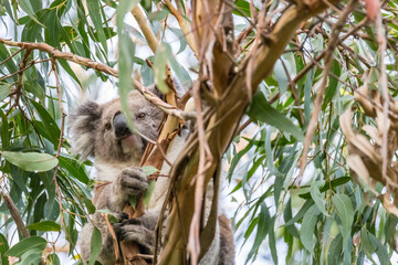 A koala sits comfortably in a eucalyptus tree, enjoying a snack in the lush surroundings of Cape Otway National Park, Victoria, Australia.