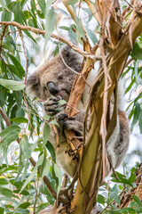 A koala sits comfortably in a eucalyptus tree, enjoying a snack in the lush surroundings of Cape Otway National Park, Victoria, Australia. © wagner_md