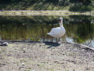 Weißer Schwan an einem See.