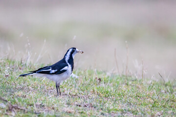 Margpie-lark bird searches for food amidst the grassy landscape of Cape Otway National Park, showcasing the beauty of nature in Victoria.
