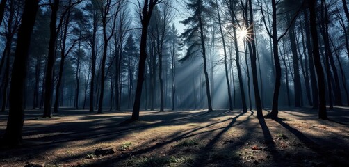 Obraz premium Silver moonlight bathes a tranquil forest floor, shadows long and still, calm, backdrop, moonlit forest