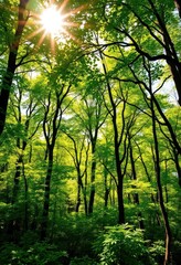 Obraz premium Sun-dappled green deciduous forest panorama, vibrant foliage, scenery, beautiful, vibrant