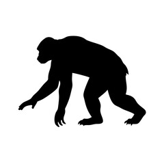 Isolated black silhouette of a chimpanzee ape primate mammal walking vector illustration art