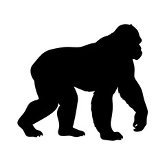 Gorilla silhouette vector illustration of primate animal wildlife jungle ape mammal strength, power