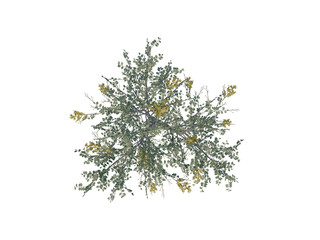 Golden Shower Tree top view png alpha channel