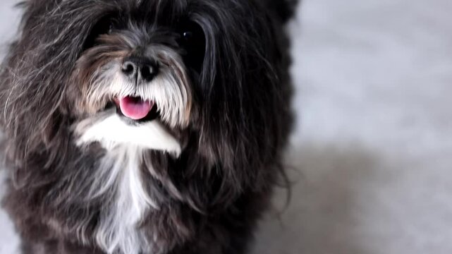 Training a little black and white Havanese dog in a video looking cute sitting up.
