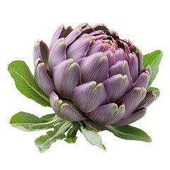 Artichoke isolated on transparent background.