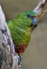 blue and green parrot