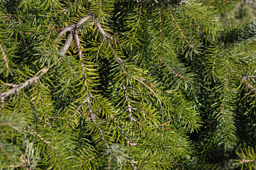 Spruce texture. Green needles of fir tree. Texture of needles of a Christmas tree. Detailed Christmas tree branches background. Evergreen tree