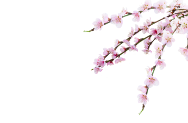 Cherry tree branch with blooming flowers isolated on white background