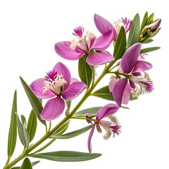 Beautiful pink lily flowers bloom in a spring bouquet of lilies, a floral display of nature's beauty
