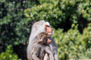 A male hamadryas baboon at a local zoo