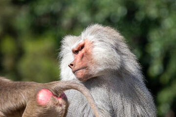 A male hamadryas baboon at a local zoo