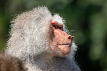 A male hamadryas baboon at a local zoo