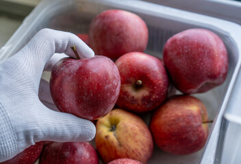 Processing of apples for storage in the store.A layer of wax on the fruit.Red Delicious apples with red and yellow skins.