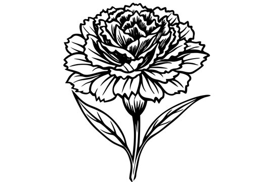 black and white carnation flower drawing clip art preview