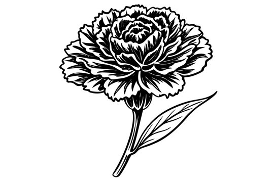 recommend clip art: Simple Carnation Line Drawing