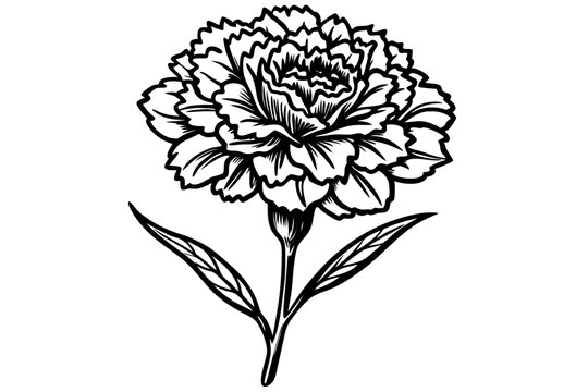 black and white carnation flower drawing clip art preview