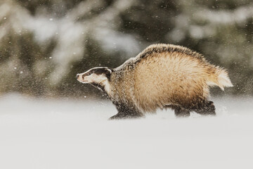 European badger (Meles meles) frolics on the snow © michal