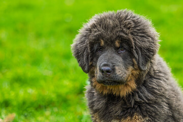 Fototapeta premium The Tibetan Mastiff puppy portrait close up