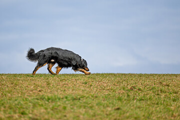 black and gold Hovie dog hovawart runs pop track