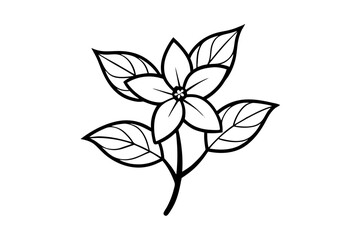 Jasmine Botanical Outline