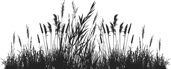 Silhouette of cattails and reeds. Wild grass on the river bank. Swamp coastal plants.