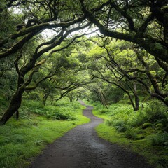 Fototapeta premium Hiking Trail Through Mossy Trees