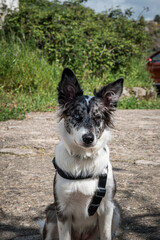 Portrait of a Border Collie Dog Sitting Outdoors